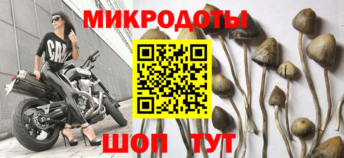 Псилоцибиновые грибы Psilocybe  Вход с VPN  Псилоцибиновые грибы Psilocybine cubensis  Пугачёв 
